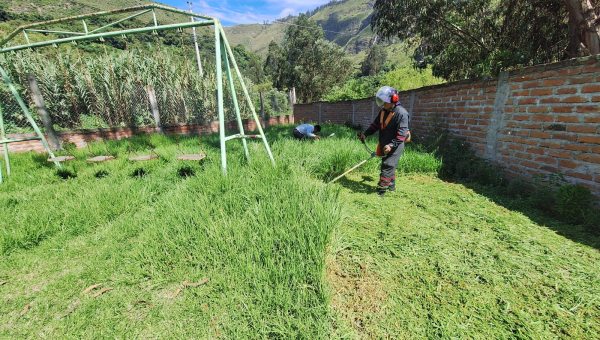 MANTENIMIENTO DE ÁREAS VERDES EN LAS VIÑAS SAN ALFONSO